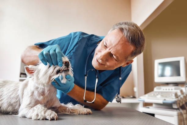 Best After-Hours Dental Trauma Care in Wilmington, NC